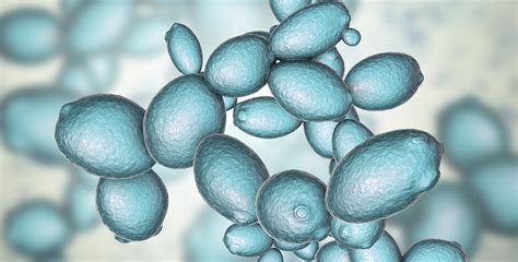 Saccharomyces cerevisiae yeast - Scope