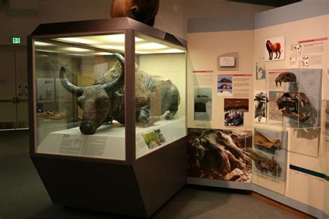 Blue Babe, a 36,000-year-old steppe bison in Fairbanks, Alaska