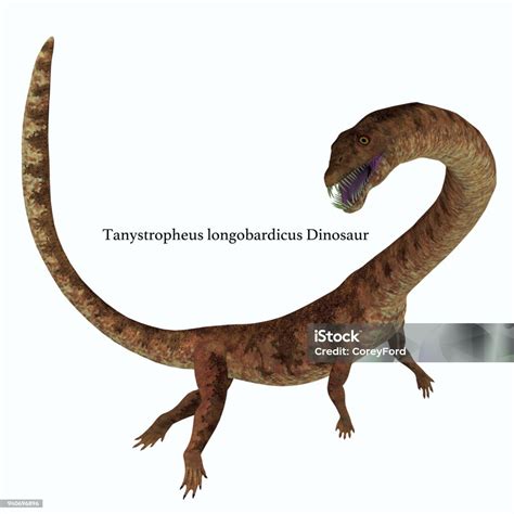 Tanystropheus Fossil