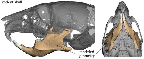 Frontiers | A Bio-Realistic Finite Element Model to Evaluate the Effect of Masticatory Loadings ...