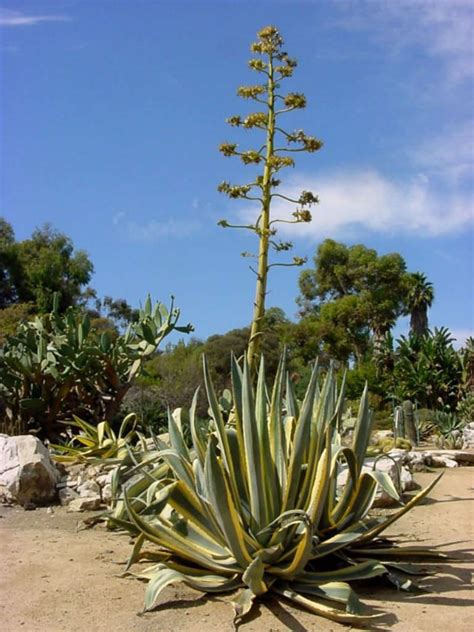 Agave americana 'Marginata' (Variegated Century Plant) | World of Succulents | Agave plant ...