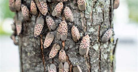 How Do Spotted Lanternflies Damage Trees: Important Facts