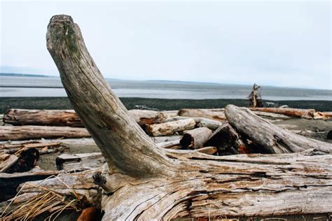 Boundary Bay Regional Park, Tsawwassen | Vancouver Trails