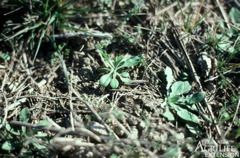 Plants of Texas Rangelands » Annual broomweed, Common broomweed