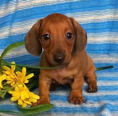 29+ Miniature Dachshund Puppies For Free Photo - Bleumoonproductions