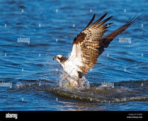 Osprey Diving for Fish Stock Photo - Alamy