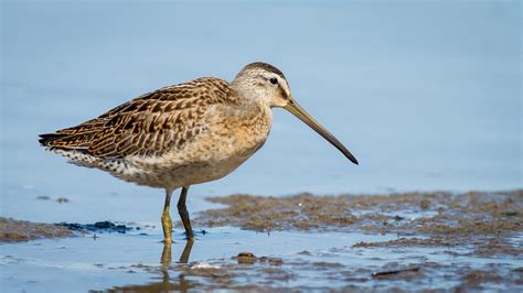 Short-billed dowitcher - song / call / voice / sound.