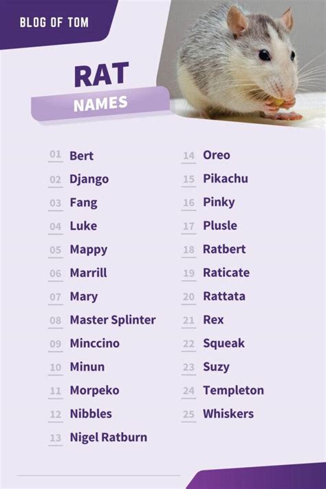 1241+ Rat Names (BEST, Cute, Funny & Cool Ideas)