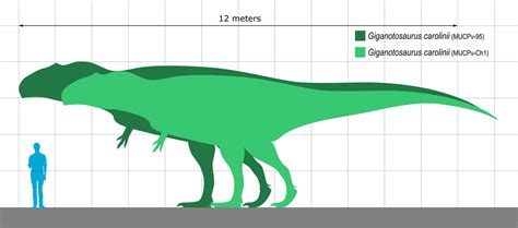 Giganotosaurus size comparison by koprX on DeviantArt