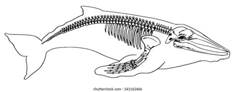 Whale Skeleton Diagram