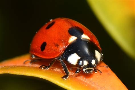 Ladybug Macro Pictures, Photos, and Images for Facebook, Tumblr ...