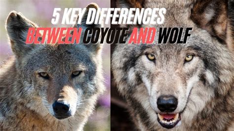 Difference Between Coyote and Wolf - 5 Key Similarities and Differences Between Wolves and ...