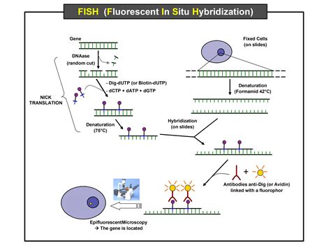 File:FISH (Fluorescent In Situ Hybridization).jpg - Wikipedia