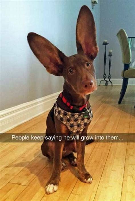 Dog With Big Ears | Cute animals, Cute dogs, Funny animals