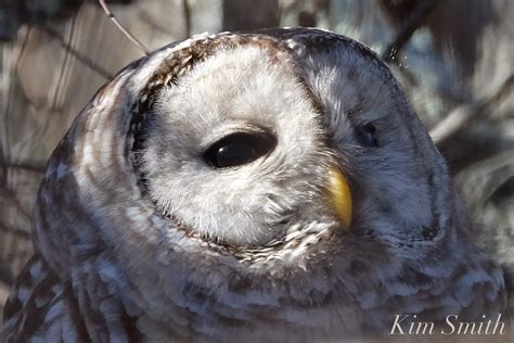 barred-owl-eyes-2-strix-varia-copyright-kim-smith | Kim Smith Films