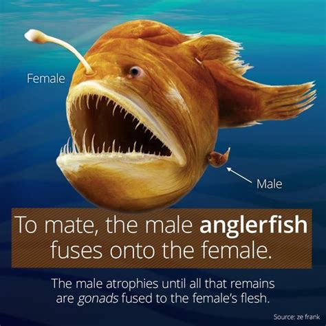 Angler Fish Mating