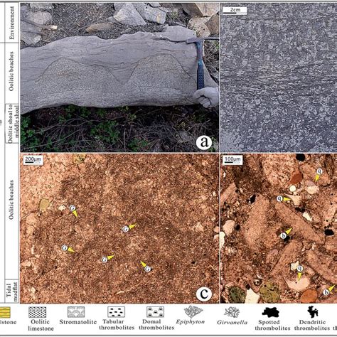 Characteristics of the Columnar Girvanella thrombolites in the Mantou... | Download Scientific ...