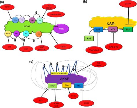 Therapeutic significance of scaffolding proteins. In the schematic ...