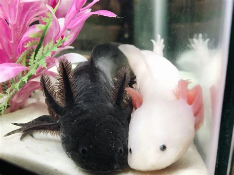 axolotl pet for sale near me - Genevive Baird