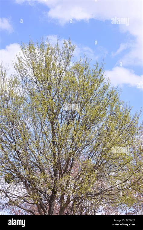 Budding trees in spring Stock Photo - Alamy