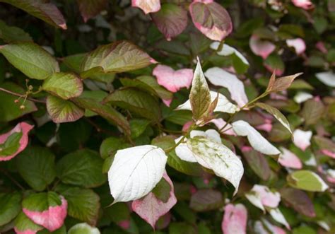 Variegated Kiwi Vine (Actinidia Kolomikta) Growing & Care Guide for Gardeners