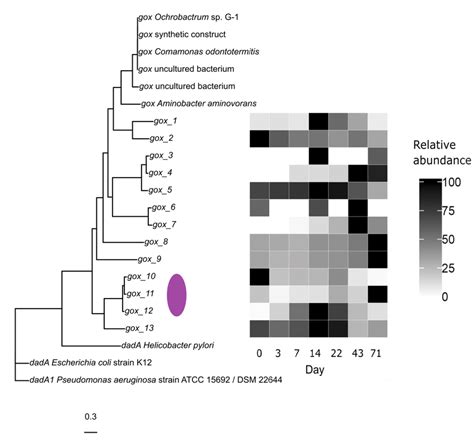 7: Multiple sequence alignment of protein fasta sequences of the gox... | Download Scientific ...