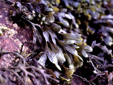 MarLIN - The Marine Life Information Network - Spiral wrack (Fucus spiralis)