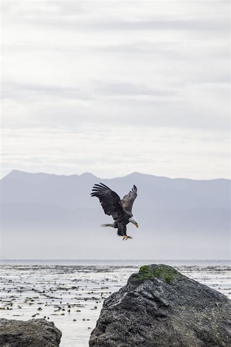 Wildlife Photos in Victoria, BC — Andrea Rangel