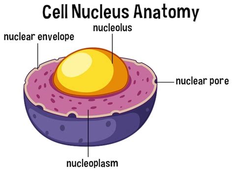 Premium Vector | Animal cell nucleus anatomy