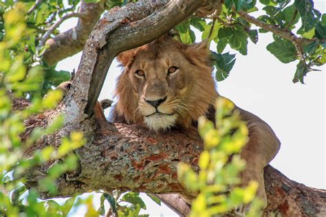 Tree-climbing lions in Queen Elizabeth NP, and more – The Book of Wandering