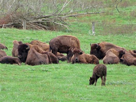 American Bison (Hillside Farms) | A portion of an American B… | Flickr