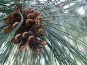File:Pine cone on pine tree.jpg - Wikimedia Commons