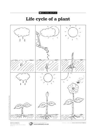 Pin by Stephanie Kern on Co-Op | Plant life cycle, Life cycles, Plant life cycle worksheet