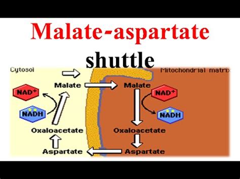 Malate aspertate shuttle - YouTube