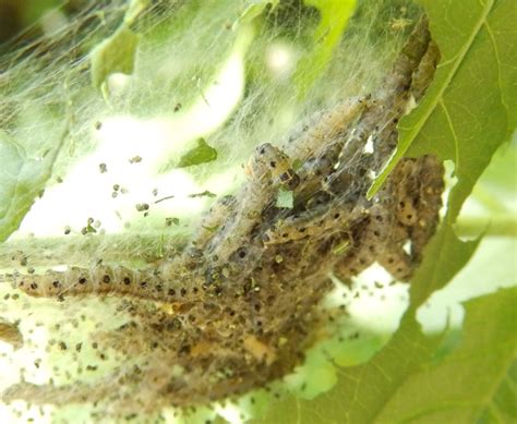 BRITISH WILDLIFE: SPINDLE ERMINE MOTH CATERPILLARS - YPONOMEUTA CAGAGELLA