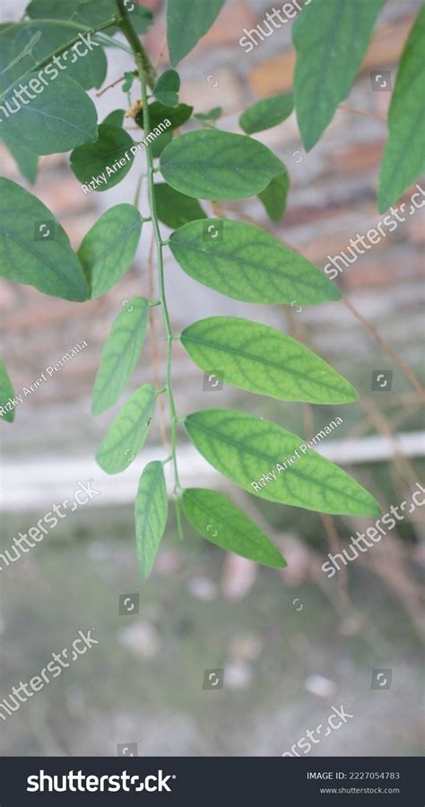 Pinnate Green Leaves Examples Monocot Plants Stock Photo 2227054783 ...