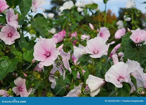 Lavatera Pink Blush Flowers in Autumn Stock Photo - Image of produce ...