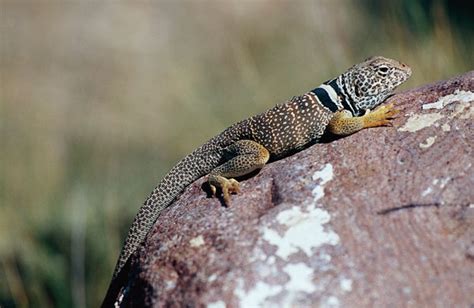 Breeding The Collared Lizard - Reptiles Magazine