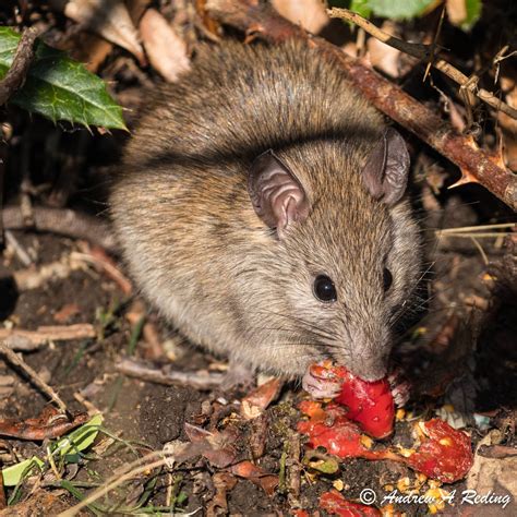 wild house mouse eating firethorn berry | Not all house mice… | Flickr