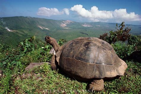 isabela island - Google Search | Galapagos islands animals, Galapagos islands, Galapagos tortoise