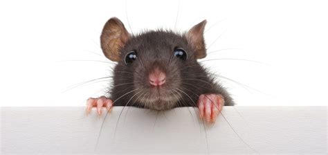 Rodents 101: The Difference Between Rats and Mice - Chorbie Home Services