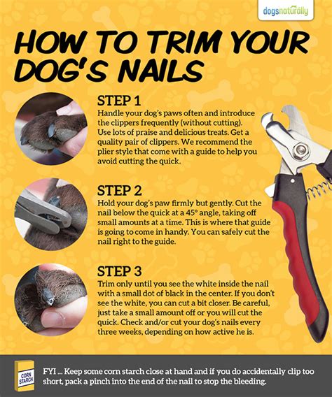 How To Cut Your Dog's Nails Safely - Pawsify