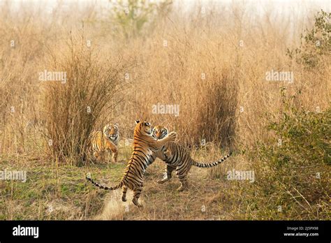 Tiger at Corbett Tiger reserve India Stock Photo - Alamy