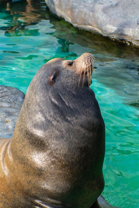 Eared Seal at ueno zoo | mr.beaver | Flickr