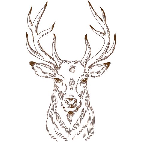 Deer Draw Vector Design Images, Engraving Drawing Of Deer, Hunting, Engraved, Engrave PNG Image ...