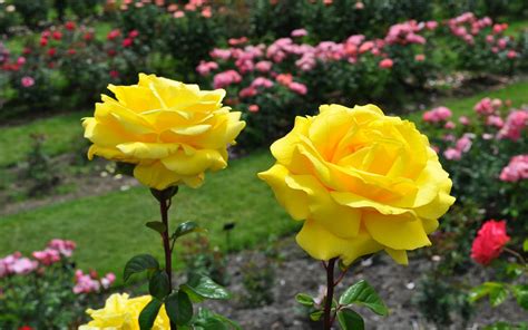 Most Beautiful Yellow Roses Wallpapers15 - Good Morning Romantic Rose ...