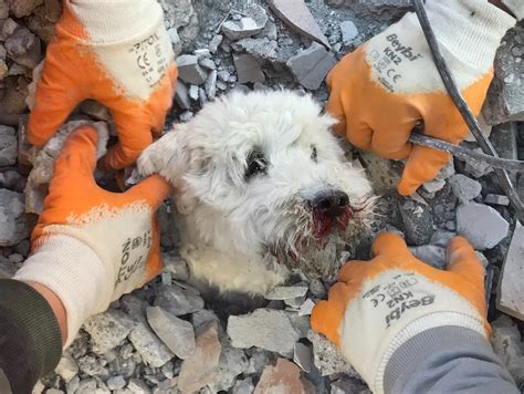 Dog rescued from Turkey earthquake rubble after 90…