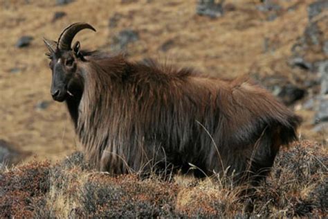 Himalayan Tahr Facts, Habitat, Diet, Life Cycle, Baby, Pictures