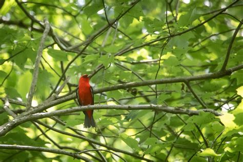 3 Birds From The Amazon You Can See In The US – ACEER