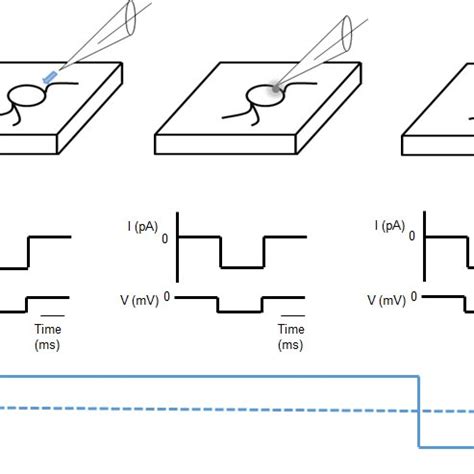 Electroretinogram schematic setup representation. | Download Scientific ...